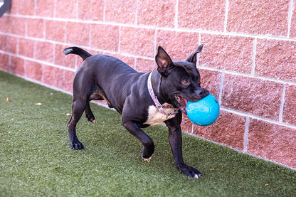 Jolly Pets Large Soccer Ball Floating-Bouncing Dog Toy, 8 Inch Diameter, Ocean Blue | Large 8 Inch Durable Dog Soccer Ball for Dogs 60 to 90 Lbs, Won'T Deflate When Punctured, Floats for Water Play, Made in USA2