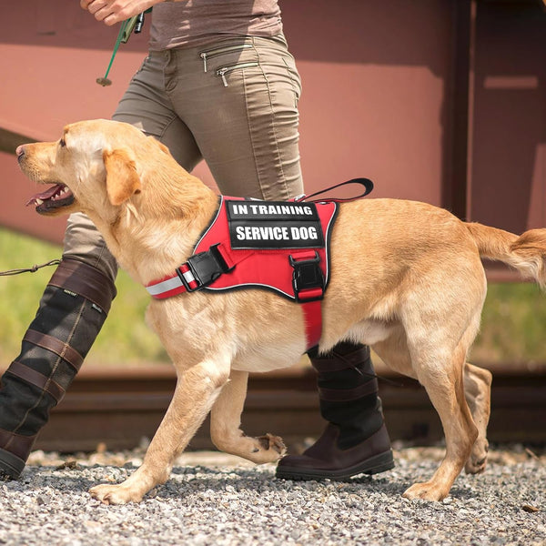 Service Dog Vest Harness and Leash Set+10 Patches,No Pull&Adjustable Reflective Dog Harness with Soft Padded Handle for Training/Everyday,Fit Small/Medium/Large/Extra-Large Dogs(Red XL) | No Pull&Adjustable Reflective Service Dog Harness Large Sized,Dog Leash with 2 Soft Padded Handles,For Training Working7