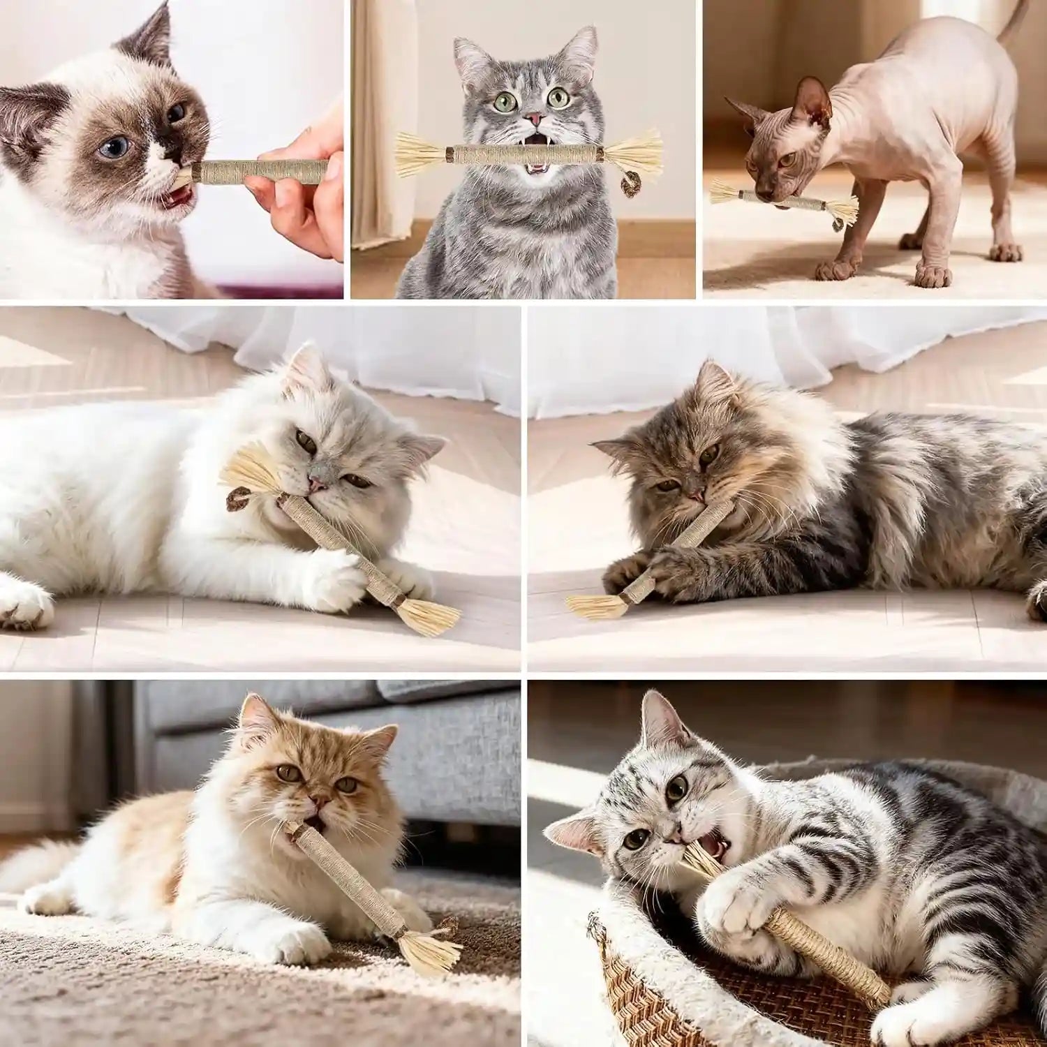 5-pack-silvervine-sticks-cat-toys-natural-chew-kitten-teething-toys-for-cleaning-matatabi-catnip-treat-toys-catmint-silver-vine-sticks-for-bored-indoor-kitty