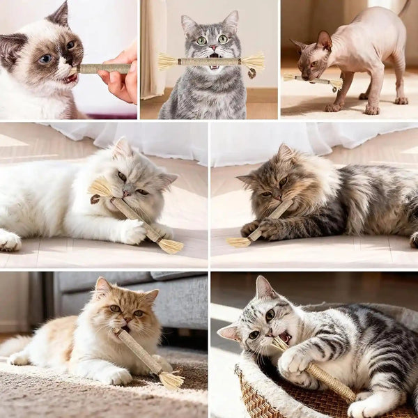 5 Pack Silvervine Sticks Cat Toys, Natural Chew Kitten Teething Toys for Cleaning, Matatabi Catnip Treat Toys, Catmint Silver Vine Sticks for Bored Indoor Kitty7