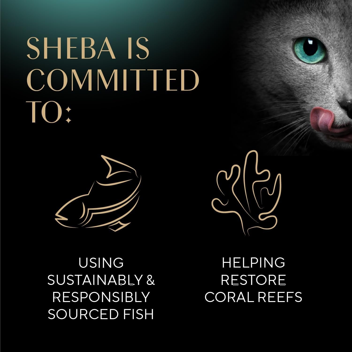 sheba-selections-wet-cat-food-complement-chicken-tuna-1-3-oz-12-ct-grain-free-real-chicken-1-ingredient-no-artificial-flavors-peel-serve-food-topper-or-treat-1-3-oz-cups-adult-food