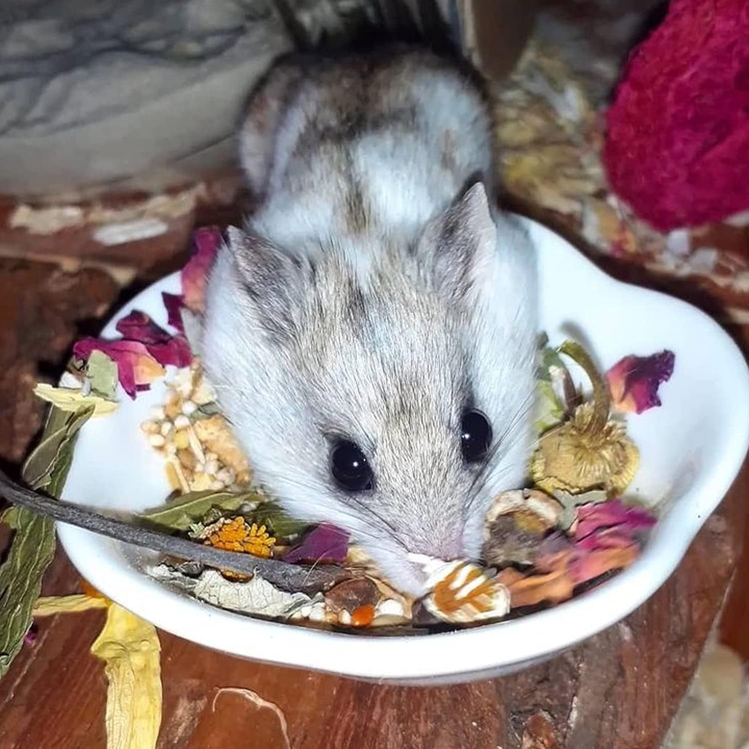 flower-fusion-treat-healthy-natural-dried-flower-herbivore-treat-chinchillas-guinea-pigs-rabbits-prairie-dogs-degus-hamsters-rats-squirrels-sugar-gliders-other-small-pets-0-85-oz