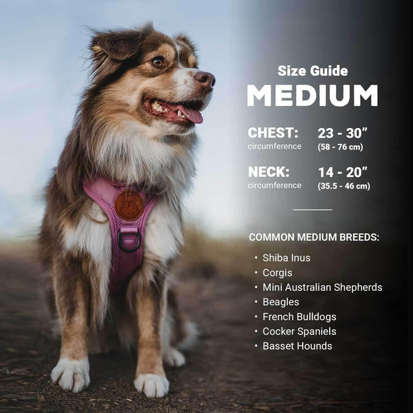 Wilderdog Lightweight Dog Harness with Reflective Straps - Medium - Huckleberry3