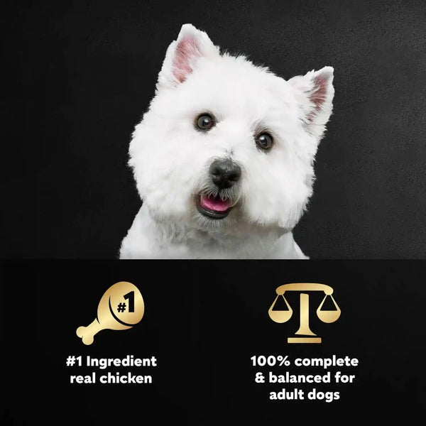 Cesar Wholesome Bowls Wet Dog Food, Chicken Recipe, 3 Oz, 10 Count | Real Chicken #1 Ingredient, Slow-Cooked, 7 Key Ingredients, No By-Products or Artificial Flavors, Easy to Digest2