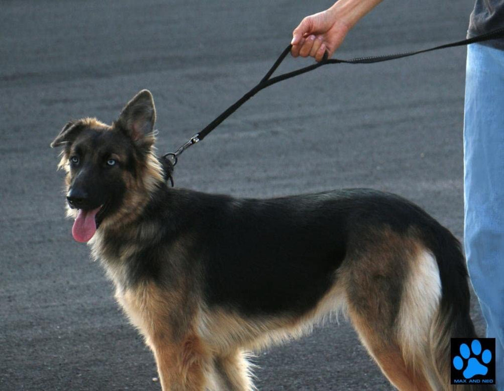 max-and-neo-double-handle-traffic-dog-leash-reflective-donates-to-dog-rescue-black-6-ft