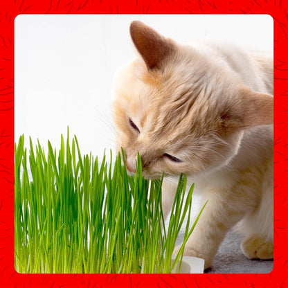 Miracle Care Cat A'Bout Cat Grass Kit, 5.25 Ounce | Easy to Grow Seeds + Planter for Indoor Cats, Natural Fiber Aids Digestion, Reduces Hairballs, Freshens Breath, Quick Growing5