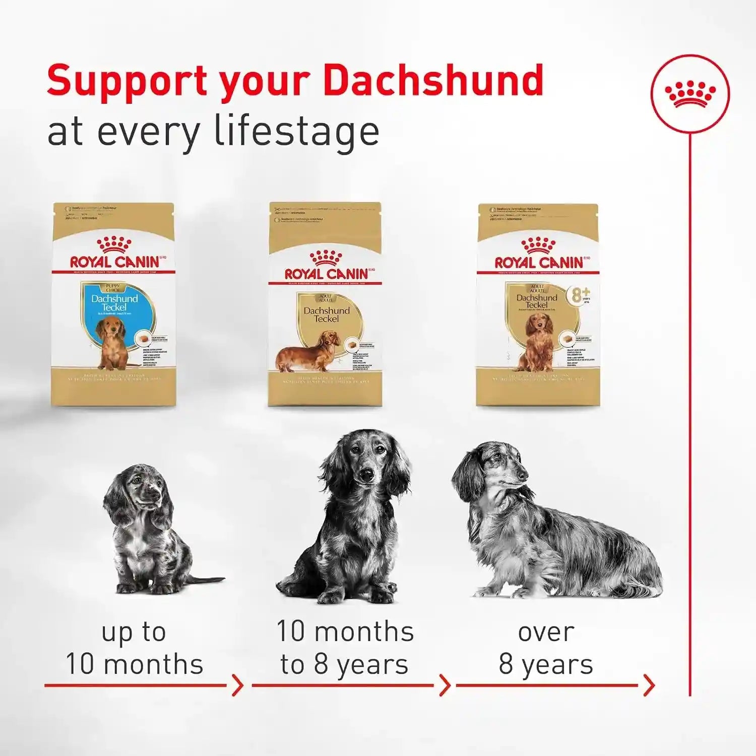 royal-canin-breed-health-nutrition-dachshund-adult-dry-dog-food-10-lb-bag-specialized-kibble-shape-supports-joint-and-bone-health-promotes-healthy-weight-complete-and-balanced-nutrition