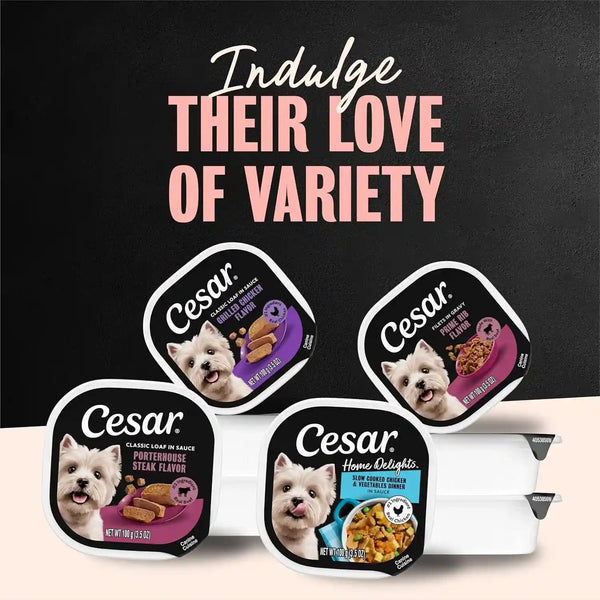 Cesar Filets in Gravy Wet Dog Food, Filet Mignon Flavor, 3.5 Oz, 24 Count | Real Beef, Easy to Digest, No Fillers, No Added Sugar, No Artificial Flavors, Slow-Cooked Tender Texture, Easy Peel Trays7