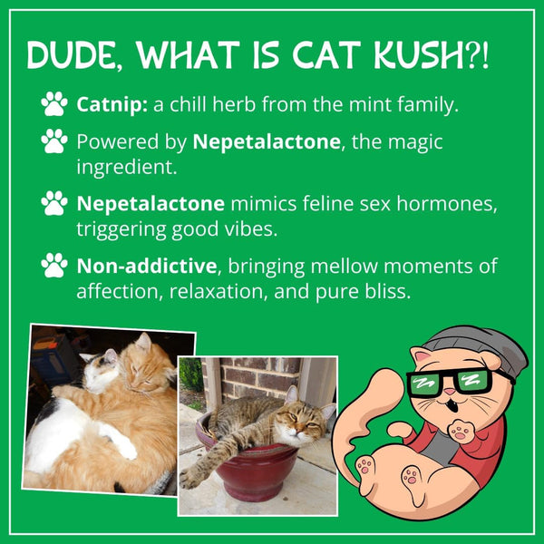 Organic Catnip, Safe Premium Blend Perfect for Cats, Instilled with Maximized Potency Your Kitty Is Sure to Go Crazy for (1 Cup) | Instilled with Maximized Potency Your Kitty Is Guaranteed to Go Crazy For! (1 Cup)2