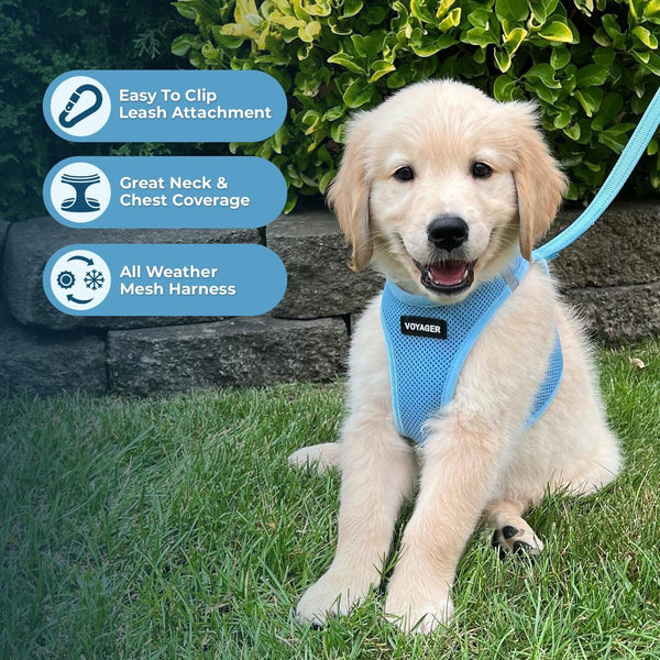 Best Pet Supplies Voyager Step-In Air All Weather Mesh Harness and Reflective Dog 5Ft Leash Combo with Neoprene Handle, for Small, Medium and Large Breed Puppies - Baby Blue, Small5