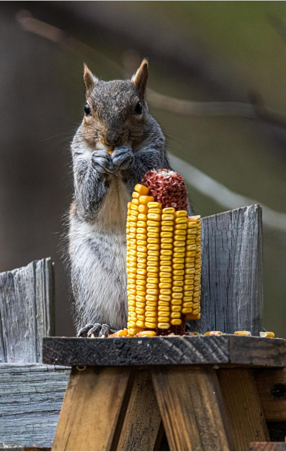 wildlife-treats-ear-corn-kernels-hand-packed-boxes-squirrel-food-10-pound-pack-of-1-yellow