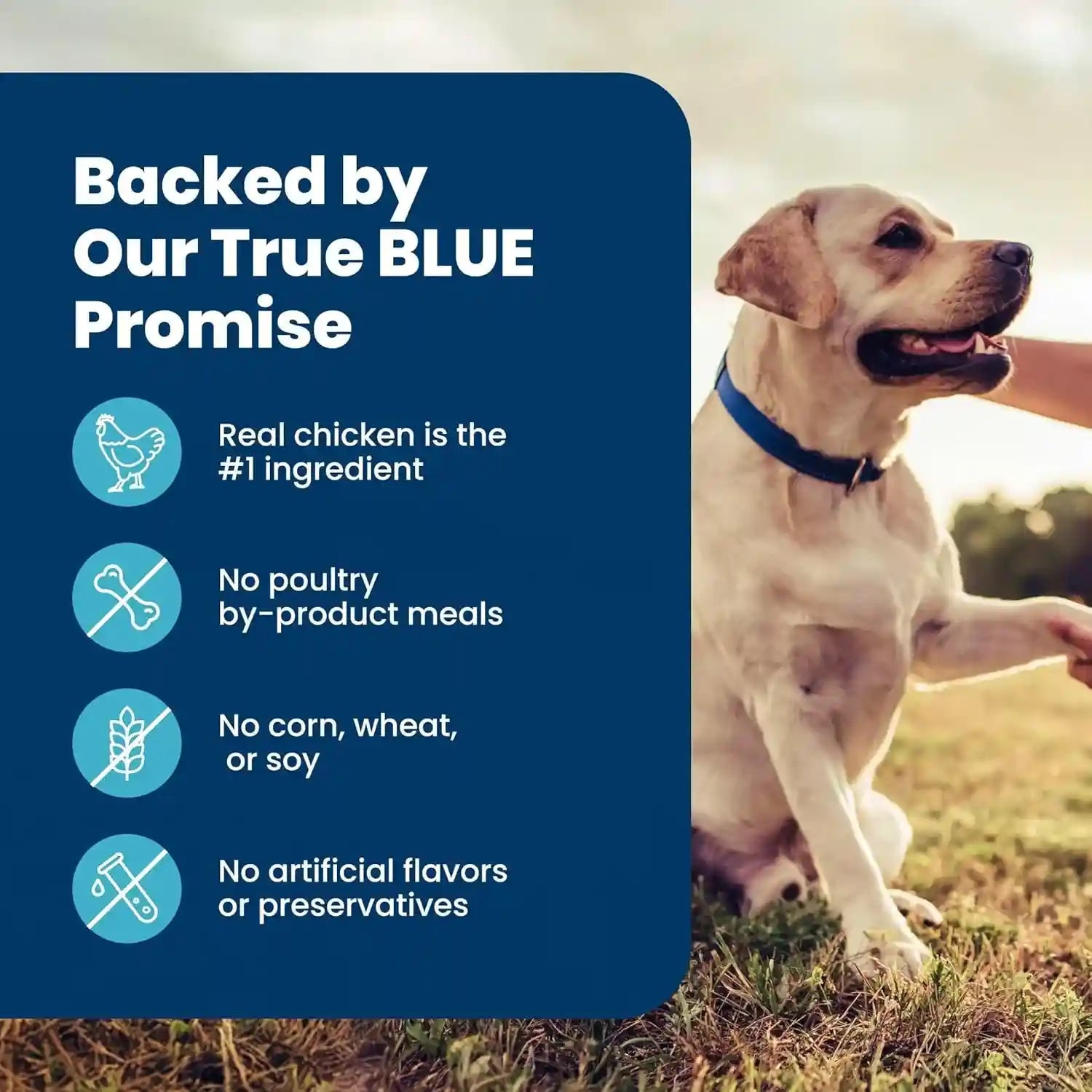 blue-buffalo-life-protection-formula-chicken-senior-7-dry-dog-food-5-lb-real-chicken-1-ingredient-glucosamine-chondroitin-for-joint-health-mobility-antioxidant-rich-lifesource-bits