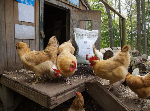 Javaearth® Coffee Bedding for Chickens - Loose Upcycled Coffee Grounds Poultry Litter for Coops & Brooders, Natural Clumping & Odor Control, 20 Lbs6