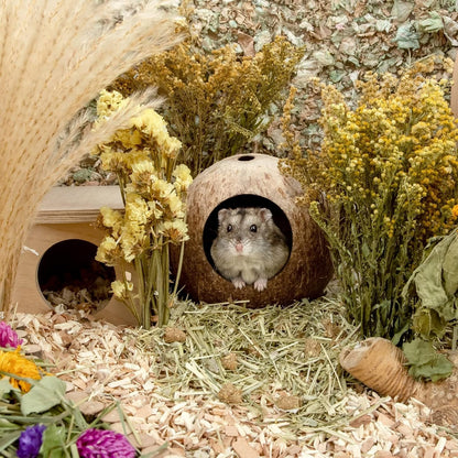 Andwe Coconut Hut Hamster House Bed for Gerbils Mice Small Animal Cage Habitat Decor4
