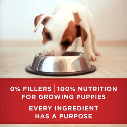 Purina ONE plus Wet Puppy Food Classic Ground Healthy Puppy Lamb and Long Grain Rice Entree - (Pack of 12) 13 Oz. Cans8