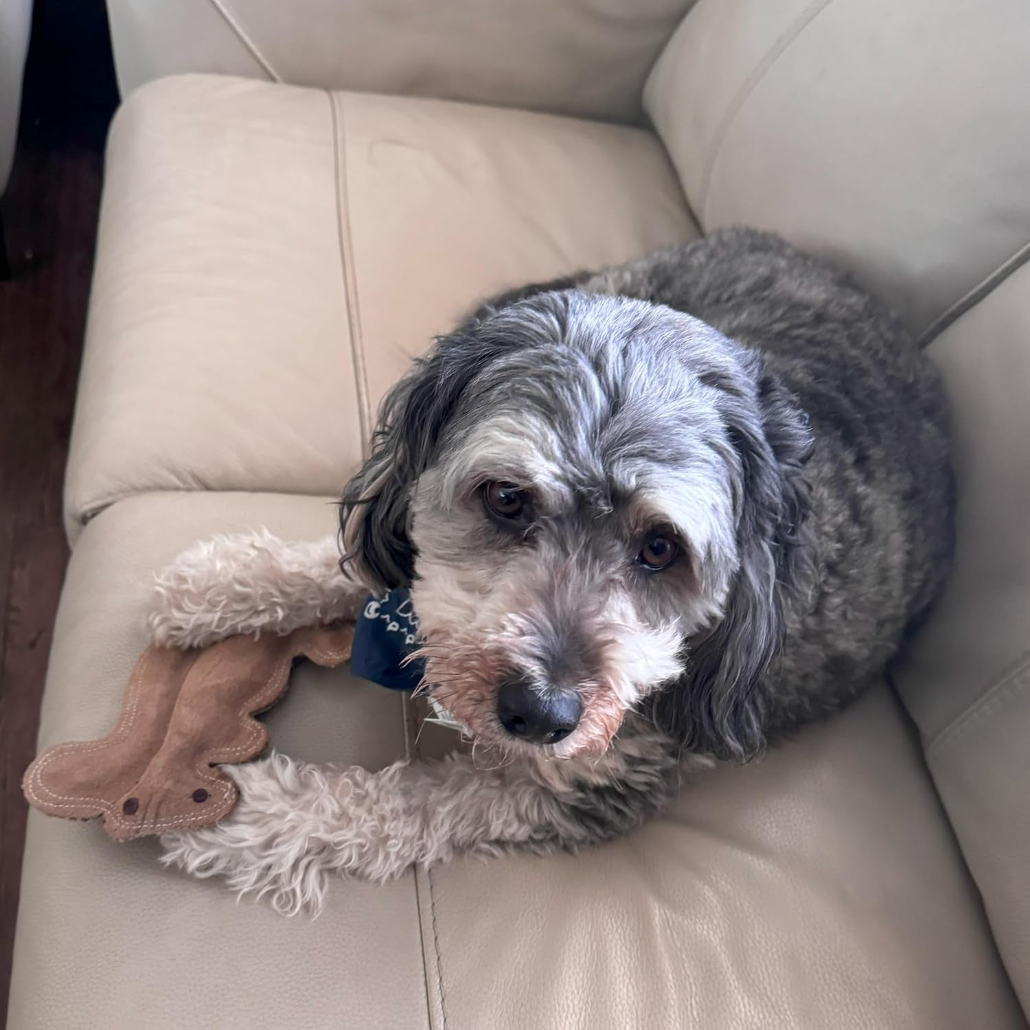 spot-dura-fused-leather-squirrel-dog-toy-real-leather-jute-fabric-double-stitched-durable-soft-stuffed-squeaky-interactive-chew-toy-for-moderate-chewers-small-medium-dogs-8in