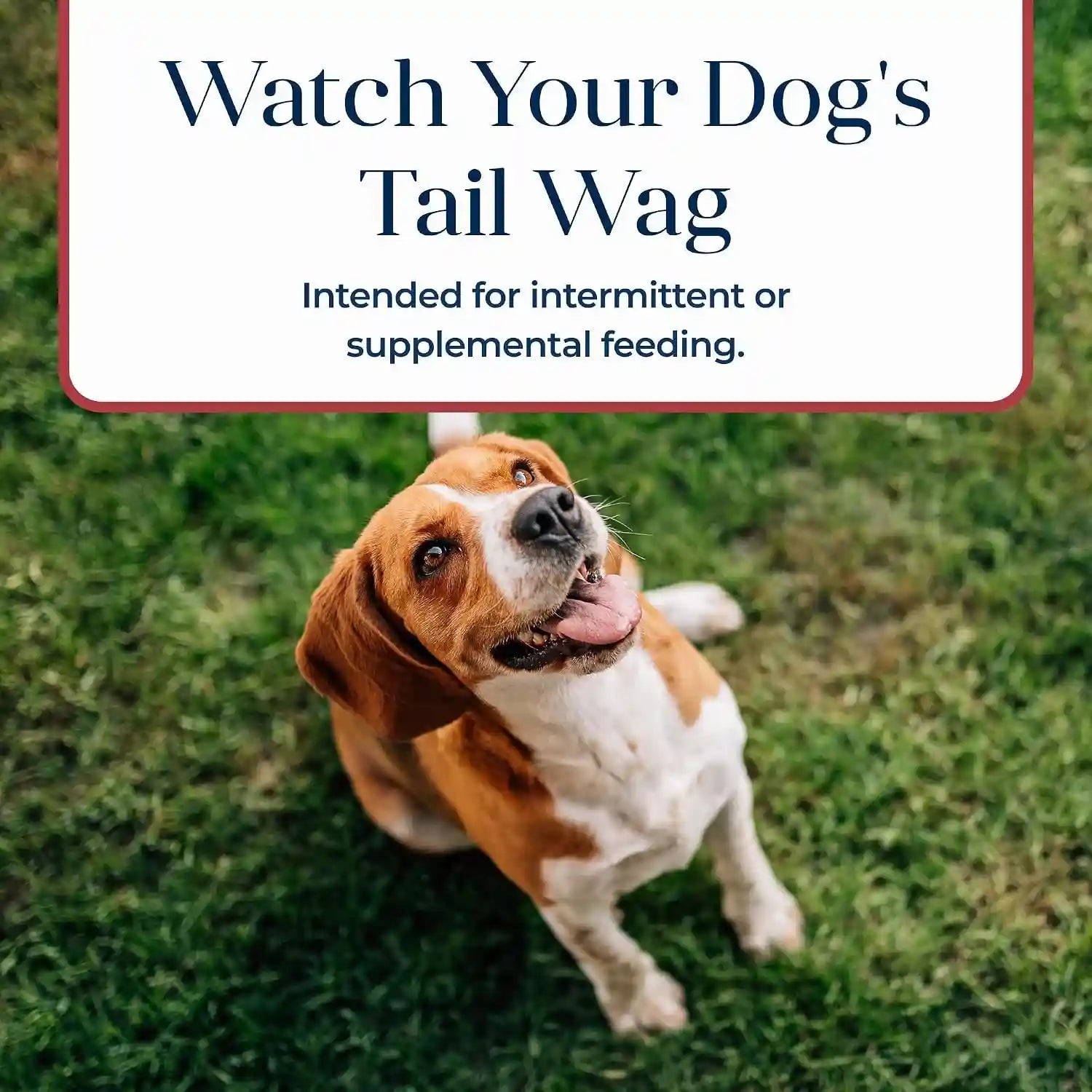 blue-buffalo-basics-crunchy-dog-biscuits-for-skin-stomach-care-limited-ingredient-diet-dog-treats-salmon-potato-recipe-6-oz-bag