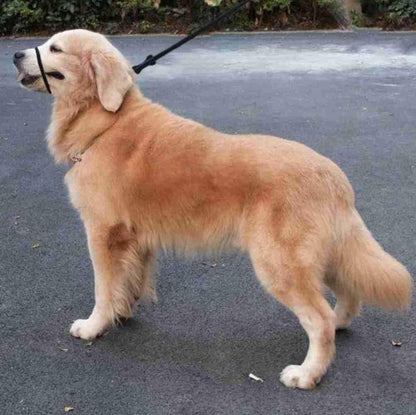 No Pull Dog Leash - Figure 8 Slip Lead Head Collar for Large Dogs (Black)4