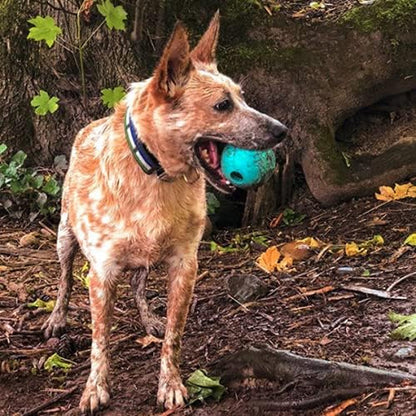 Chew King Fetch Balls Extremely Durable Natural Rubber Toy Pack of 3 - 3 Inch Balls (CM-0263-CS01)11