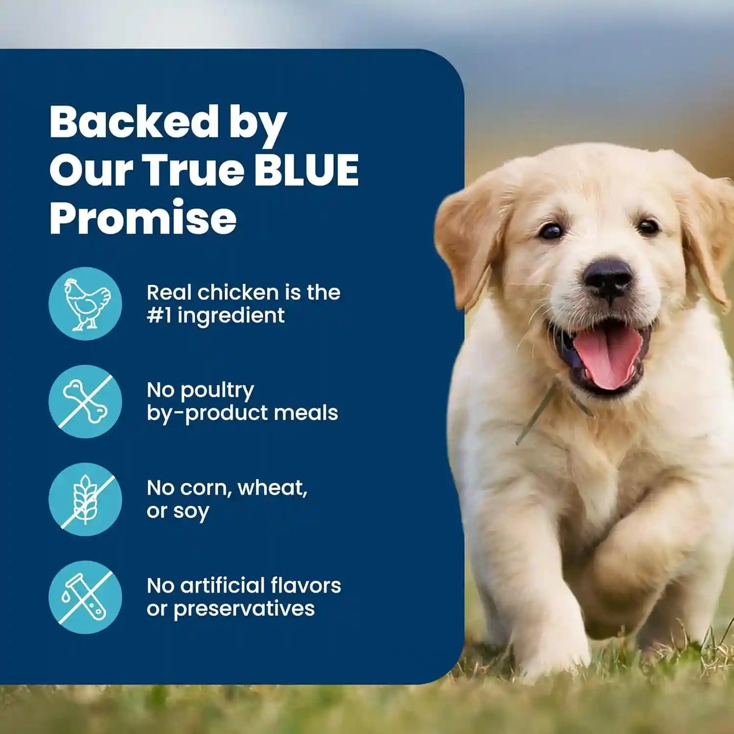 blue-buffalo-life-protection-formula-chicken-puppy-dry-dog-food-5-lb-with-dha-for-brain-development-real-chicken-1-ingredient-antioxidant-rich-lifesource-bits-promotes-healthy-muscle-growth