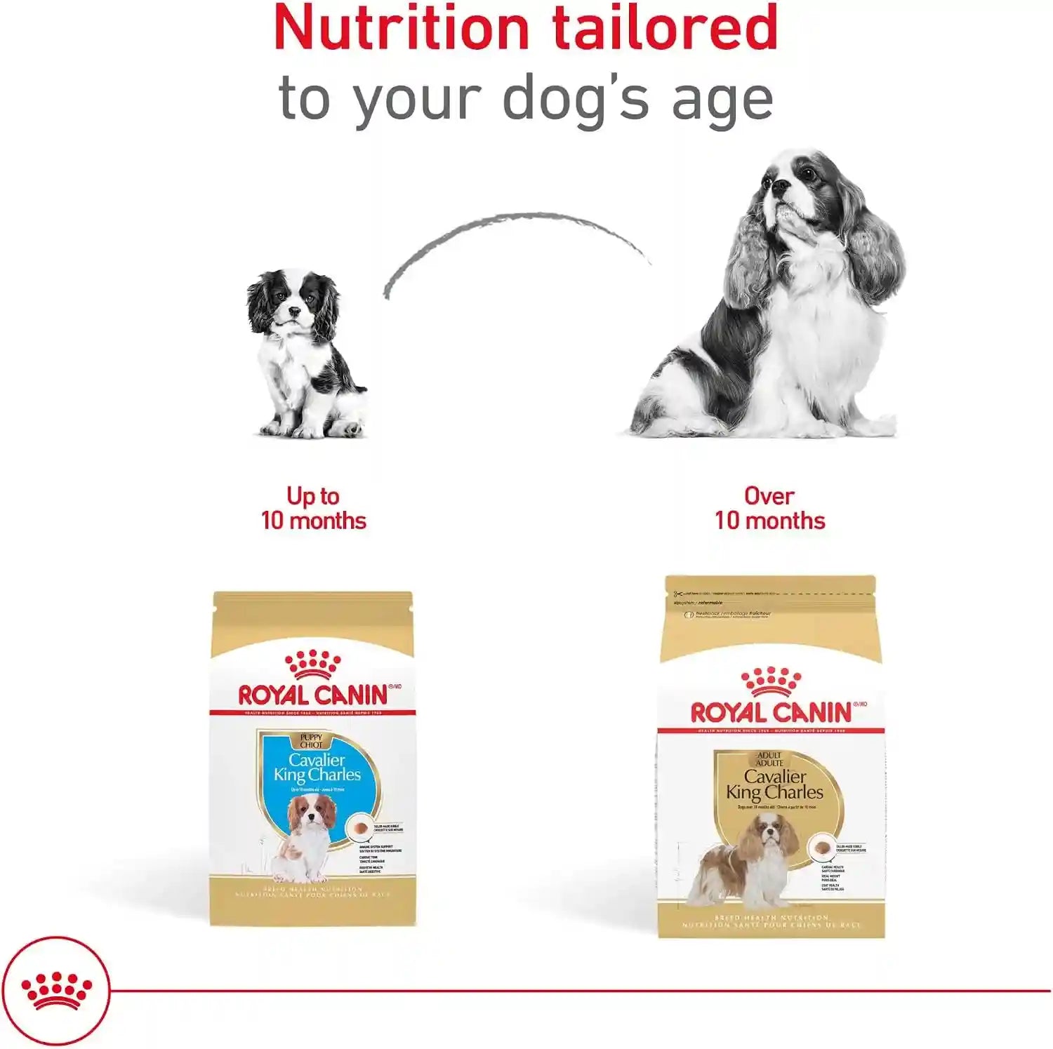 royal-canin-breed-health-nutrition-cavalier-king-charles-spaniel-adult-dry-dog-food-10-lb-bag-specialized-kibble-shape-supports-heart-health-formulated-for-breed-specific-needs-10-lb-resealable-bag