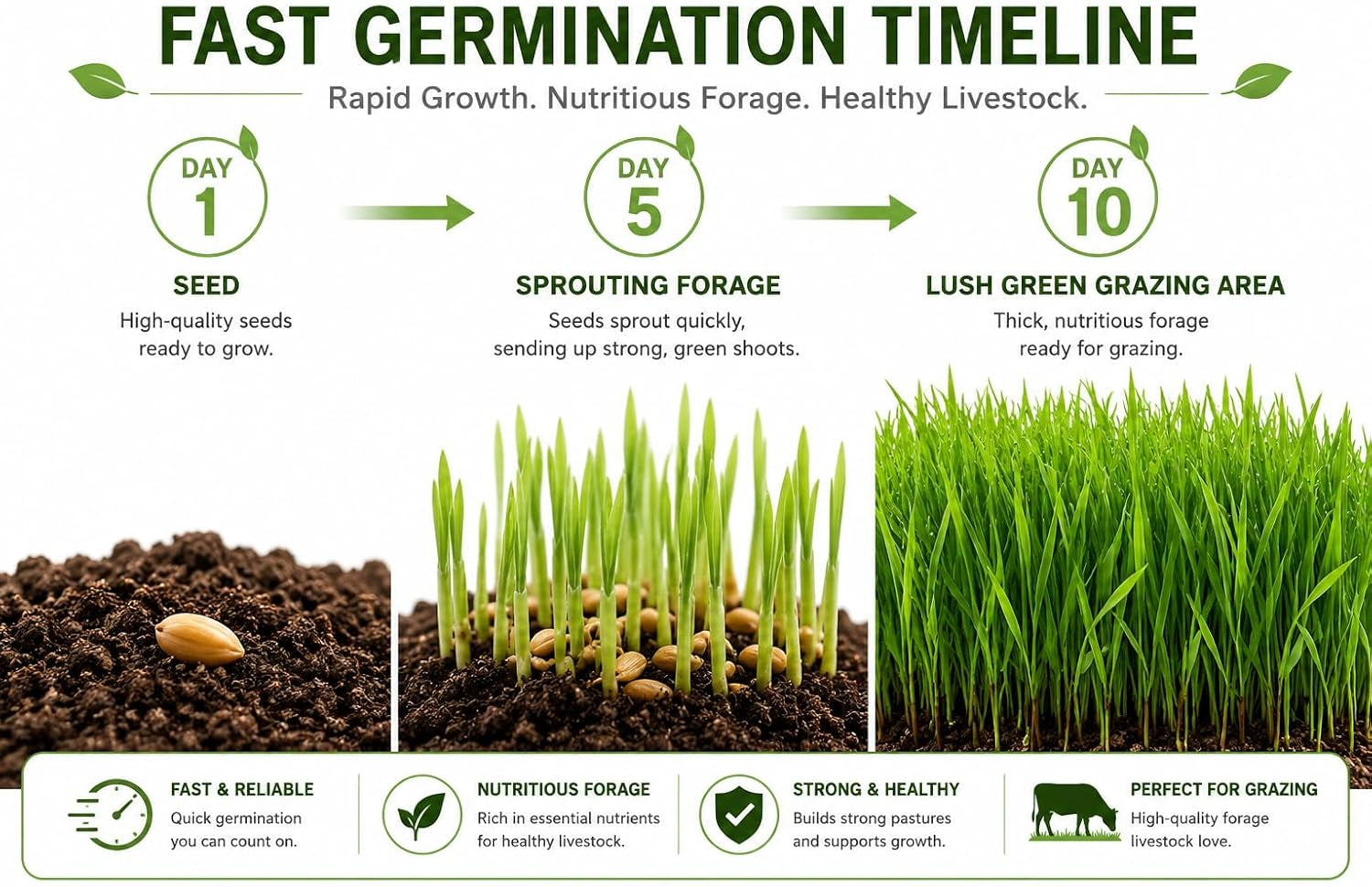 tortoise-forage-seed-mix-grow-fresh-grazing-greens-for-sulcata-russian-hermanns-tortoises-oats-rye-alfalfa-blend-for-indoor-trays-or-outdoor-enclosures-non-gmo-seed-1-lb