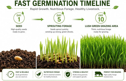 Tortoise Forage Seed Mix – Grow Fresh Grazing Greens for Sulcata, Russian & Hermann'S Tortoises – Oats, Rye & Alfalfa Blend for Indoor Trays or Outdoor Enclosures – Non-Gmo Seed (1 Lb)6