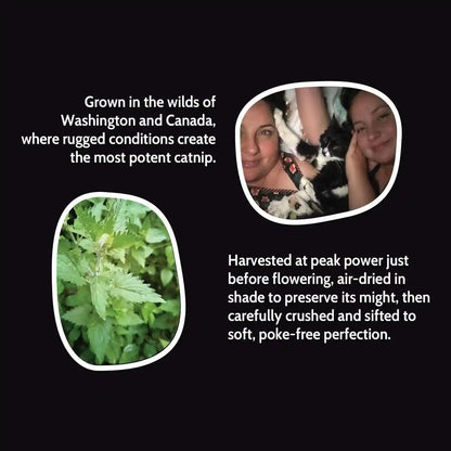 Catnip + Silvervine Safety-Cut Fine Cat Nip + Silver Vine 1.5 Cup (1.8 Oz) | VEGAN Ultra Potent Bulk Rescue Pack - North American - Go Ahead, Create a Monster! Human Food Grade FIEND5