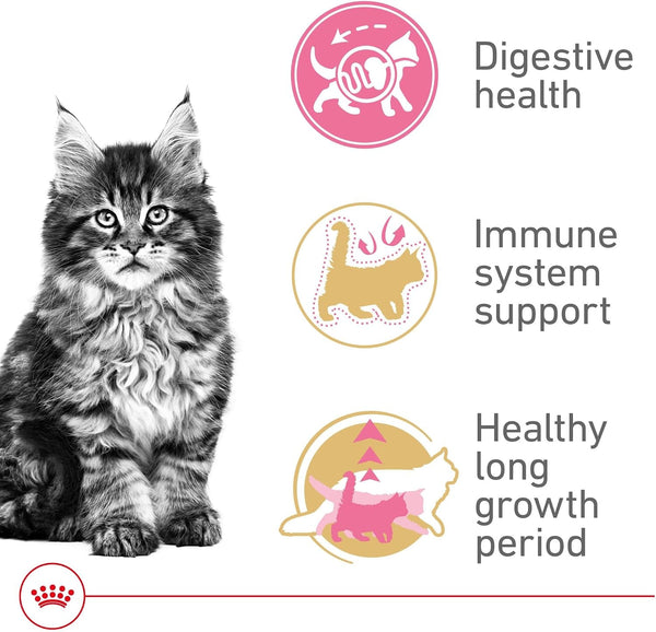 ROYAL CANIN Feline Breed Nutrition Maine Coon Kitten Dry Cat Food, 3 Lb Bag3