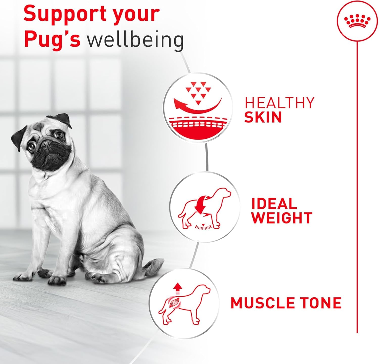 royal-canin-breed-health-nutrition-pug-adult-dry-dog-food-10-lb-bag