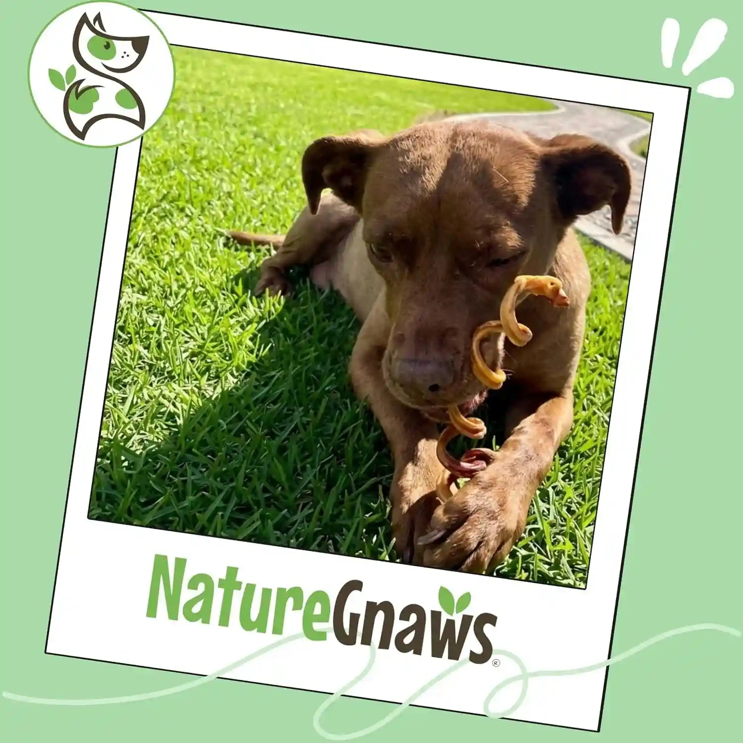 nature-gnaws-bully-stick-springs-for-dogs-7-8-6-count-long-lasting-for-aggressive-chewers-natural-curly-beef-dog-chew-bones-rawhide-free