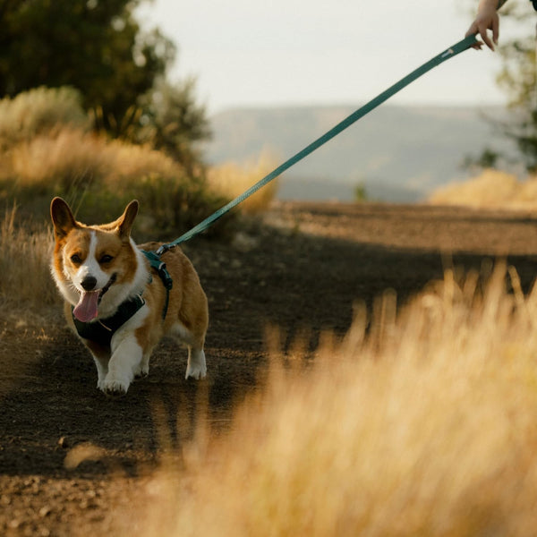 Ruffwear, Front Range Flex Dog Leash, 5 Ft Engineered Knit with Soft Hand-Feel, Lightweight Strong Leash with Lockable Clip, Traffic Loop, Accessory Loop for Outdoor Walking, Deep Teal3