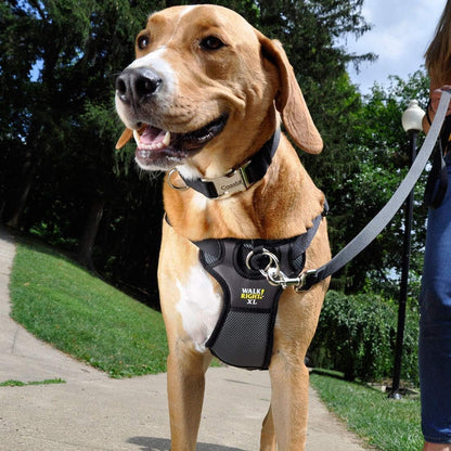 Coastal Pet Walk Right Front-Connect No-Pull Padded Dog Harness - Adjustable & Comfortable Dog Harness - Small & Large Breed Fit - Quality Pet Supplies - Black, LRG (26"-38")2