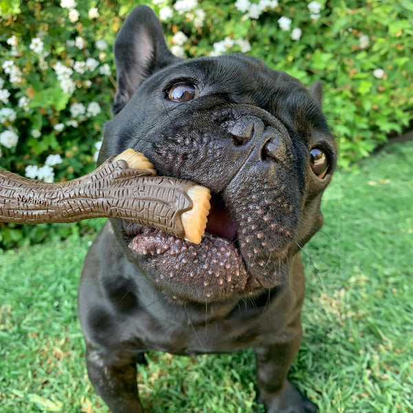 Nylabone Strong Chew Stick Made with Real Wood Dog Chew Toy, Medium | Bacon Flavor, Medium Breeds, No Splintering, Durable Chew Toys, Long Lasting, Helps Clean Teeth, Medium Breeds up to 35 Lbs2