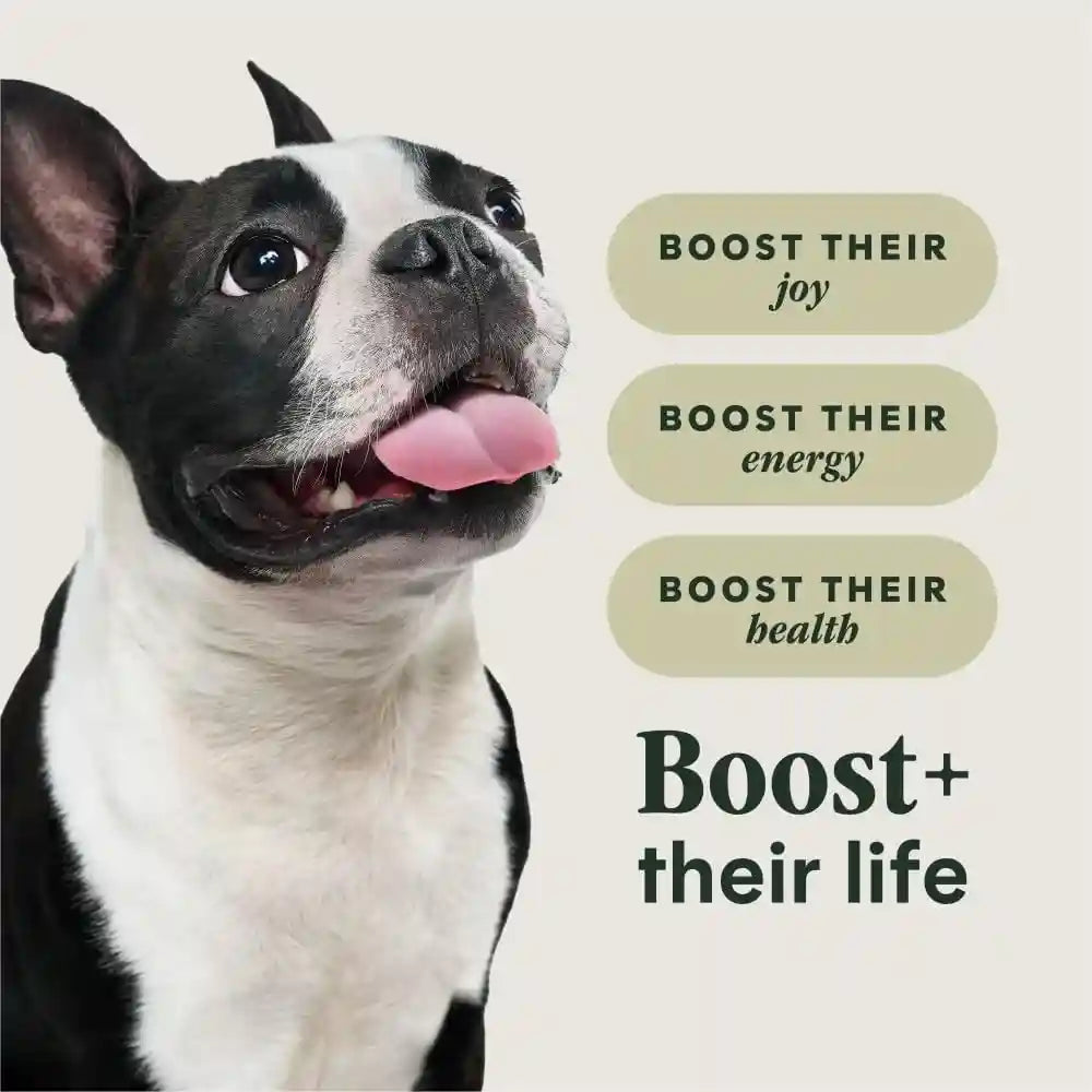 instinct-rawboost-small-breed-natural-dry-dog-food-with-freeze-dried-pieces-high-protein-grain-free-recipe-real-chicken-3-5-lb-bag