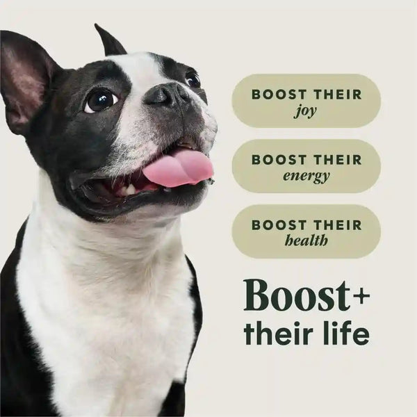 Instinct Rawboost Small Breed, Natural Dry Dog Food with Freeze-Dried Pieces, High Protein, Grain-Free Recipe - Real Chicken, 3.5 Lb. Bag4