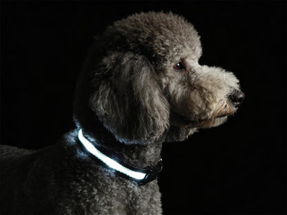 Super Bright LED Dog Collar, Waterproof Light up Collars(Green, Medium) | Lighted Dog Collar with Adjustable Fit, Soft Nylon Comfort, USB-C Rechargeable, Glow in the Dark Visibility for Night Walks15
