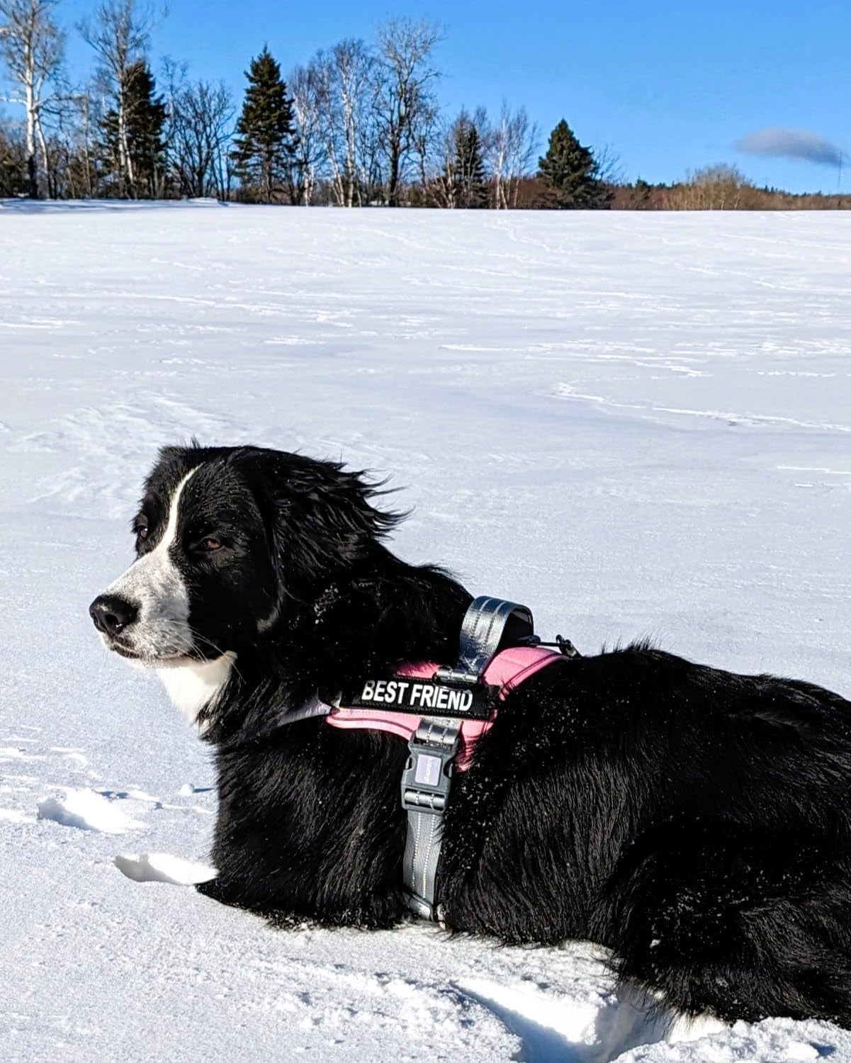 auroth-dog-harness-and-leash-set-soft-padded-service-dog-vest-with-5-25ft-dog-leash-no-choke-easy-on-pet-vest-adjustable-reflective-no-pull-pet-vest-medium-sized-dog-easy-walking-and-training
