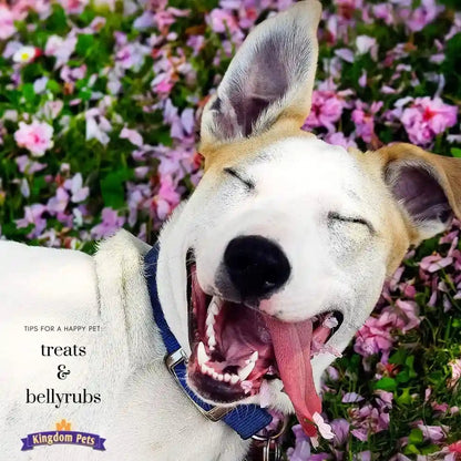 Duck Jerky & Sweet Potato Dog Treats with Only 4 Ingredients and No Fillers, 3 Pound Bag5