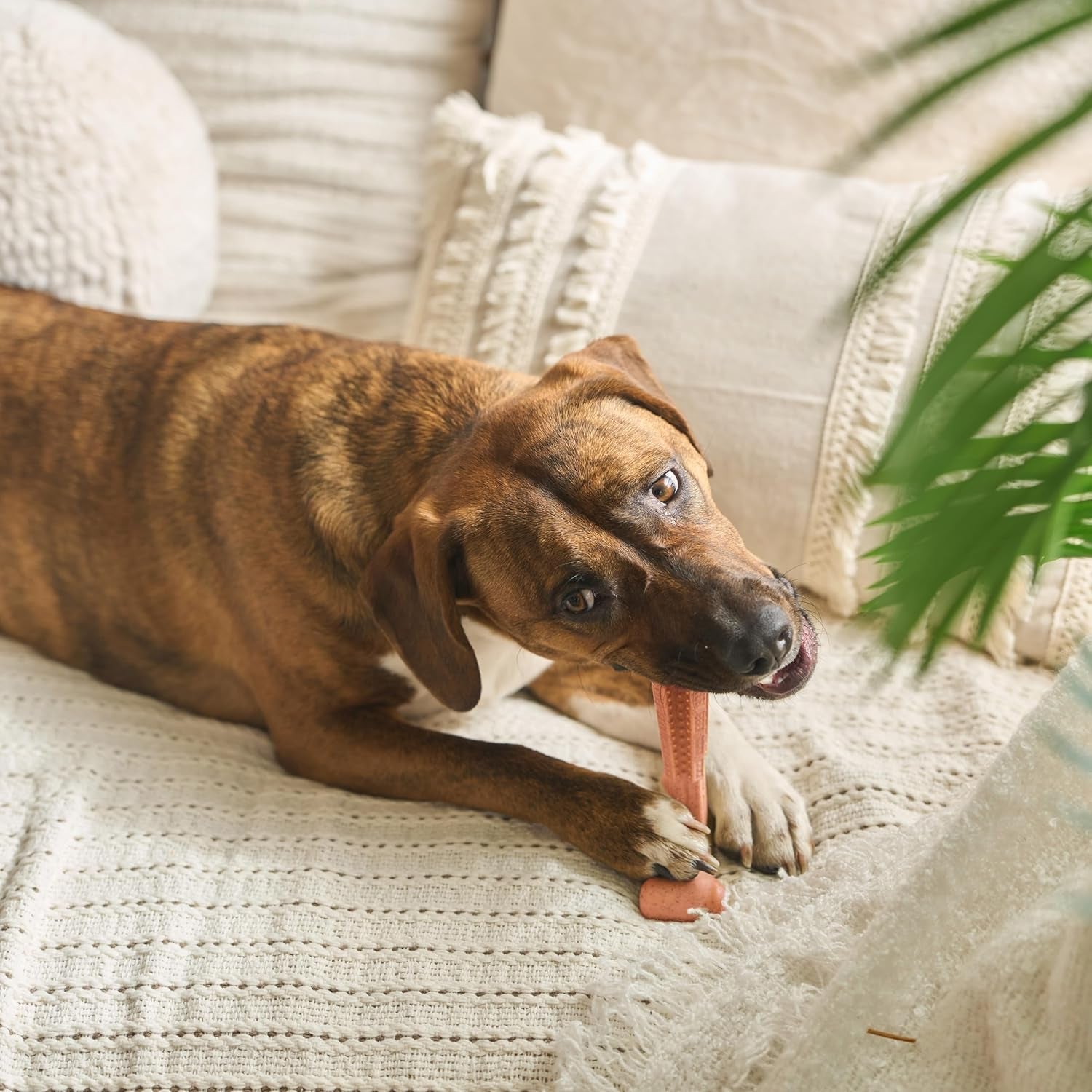 spot-bam-bones-plus-t-bone-bamboo-fiber-nylon-dog-chew-toy-for-moderate-to-aggressive-chewers-durable-long-lasting-non-splintering-beef-flavor-toy-for-adult-dogs-puppies-under-60-lbs-6-in
