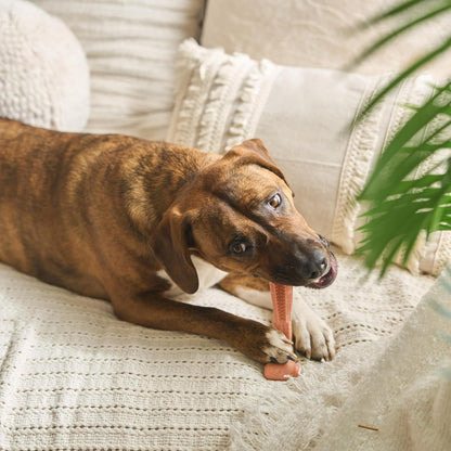 SPOT Bam-Bones plus T Bone – Bamboo Fiber & Nylon Dog Chew Toy for Moderate to Aggressive Chewers, Durable Long Lasting & Non-Splintering, Beef Flavor Toy for Adult Dogs & Puppies under 60 Lbs, 6 In15