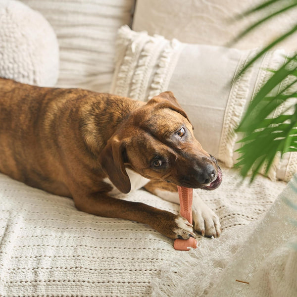 SPOT Bam-Bones plus T Bone – Bamboo Fiber & Nylon Dog Chew Toy for Moderate to Aggressive Chewers, Durable Long Lasting & Non-Splintering, Beef Flavor Toy for Adult Dogs & Puppies under 60 Lbs, 6 In15