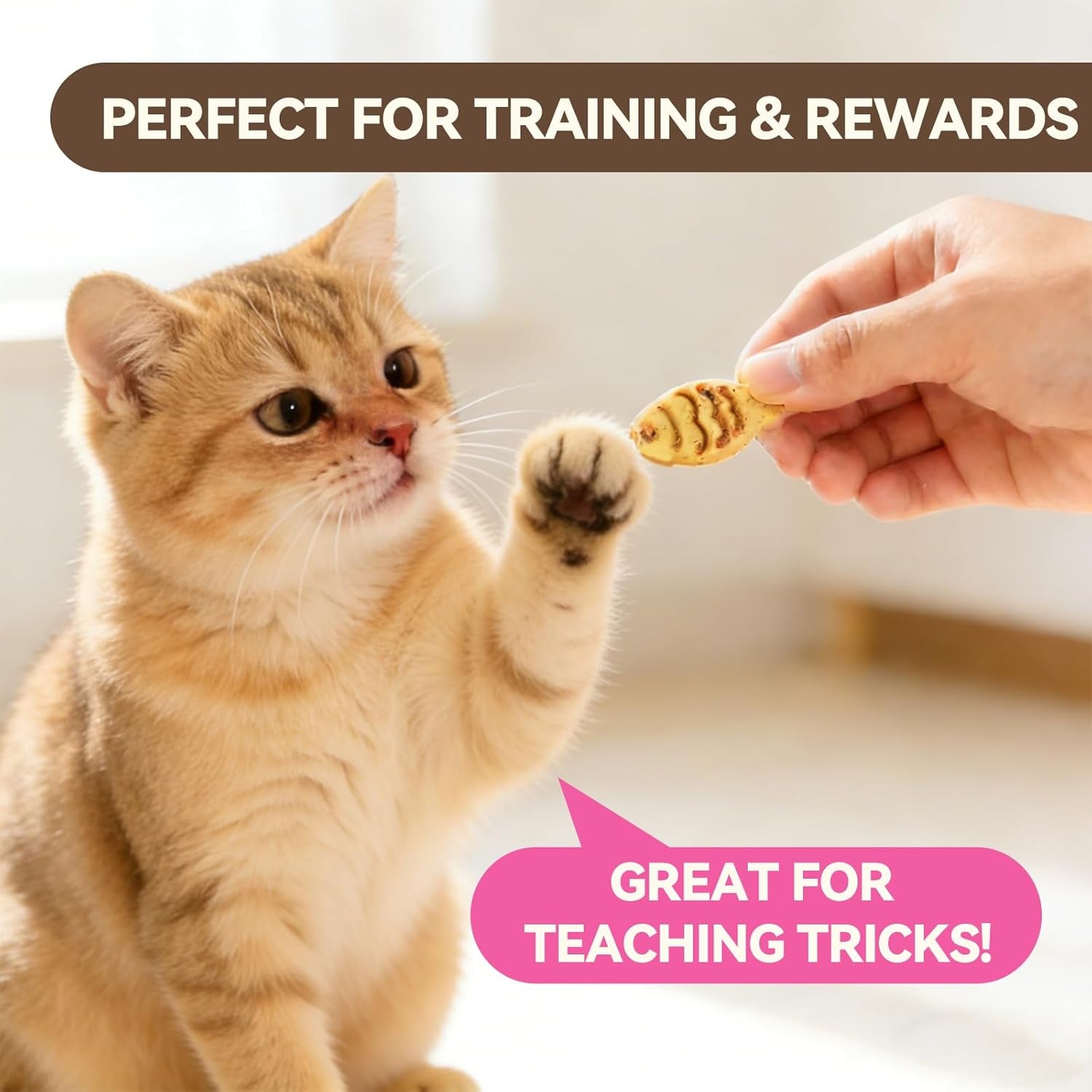 catnip-cat-treats-chicken-salmon-flavor-crunchy-bites-16-oz-catnip-infused-fish-shaped-biscuits-with-chicken-and-salmon-flavors-made-for-training-rewarding-and-everyday-bonding