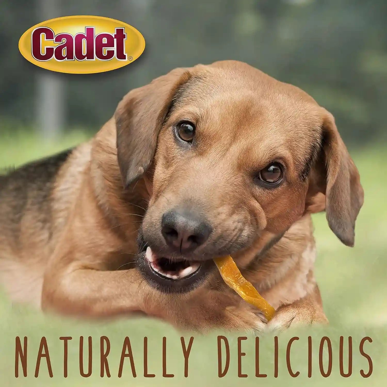 cadet-gourmet-sweet-potato-steak-fries-dog-treats-1-lb-100-real-sweet-potato-healthy-natural-chewy-dog-treats-single-ingredient-dog-training-treats-for-small-large-dogs