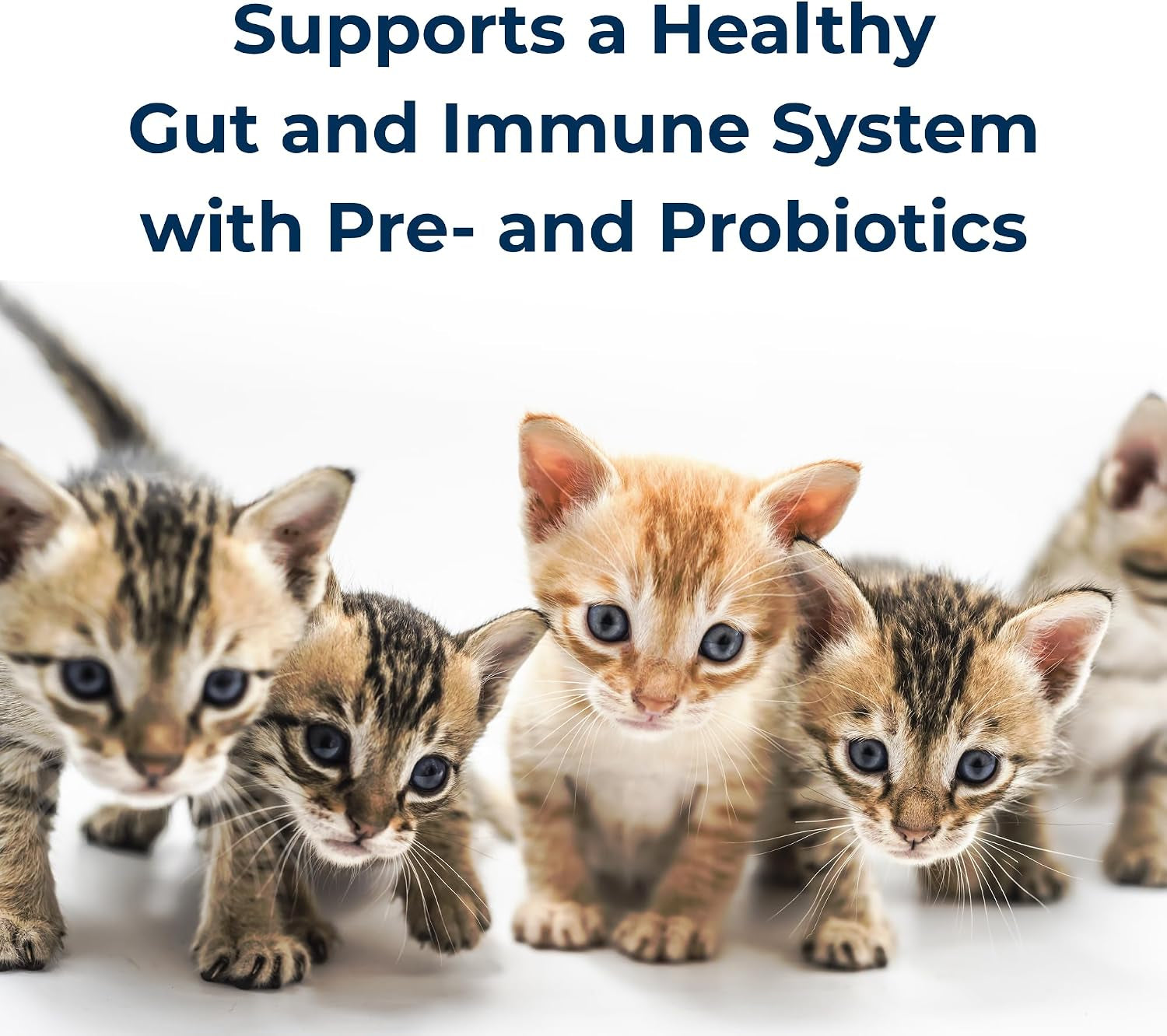 pet-ag-kmr-kitten-milk-replacer-powder-12-oz-powdered-kitten-formula-with-prebiotics-probiotics-vitamins-for-kittens-newborn-to-six-weeks-old-easy-to-digest