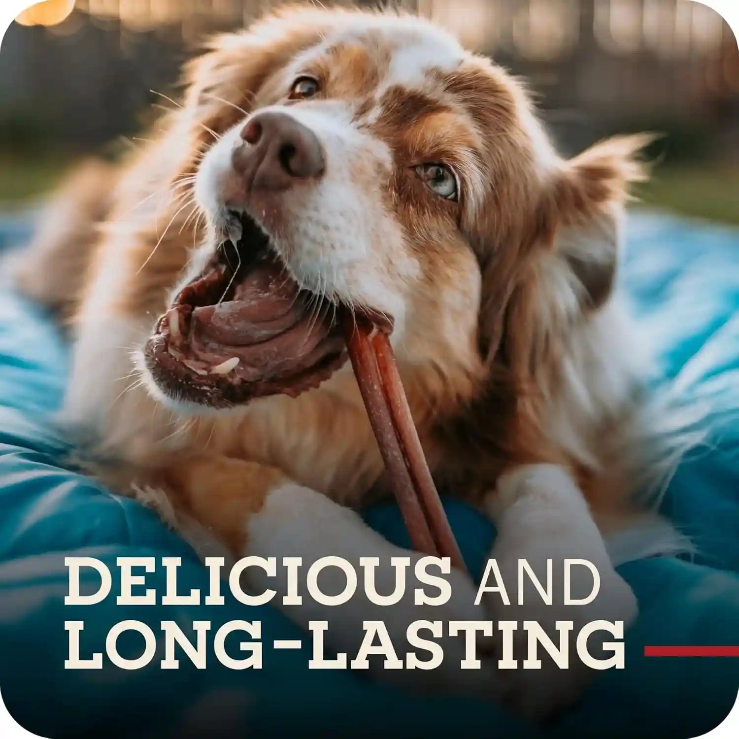 redbarn-premium-bully-sticks-for-dogs-7-inch-6-count-long-lasting-rawhide-free-slow-roasted-low-odor-highly-digestible-single-ingredient-chews-all-natural-dental-treats-for-chewers