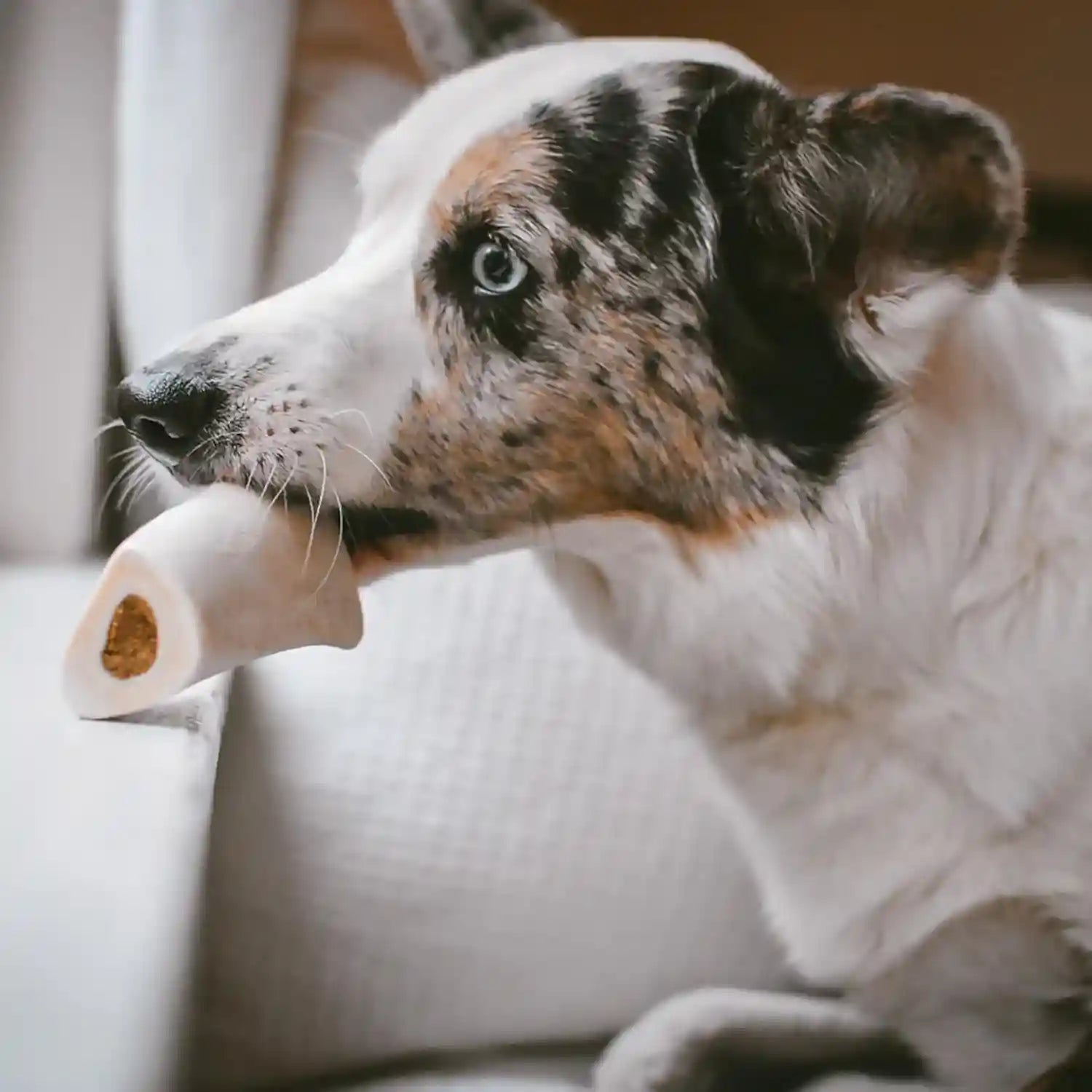 cadet-stuffed-shin-bone-long-lasting-dog-chew-bones-for-aggressive-chewers-high-protein-filled-bone-dental-chew-for-dogs-peanut-butter-flavor-filling-3-4-for-small-dogs-3-pack
