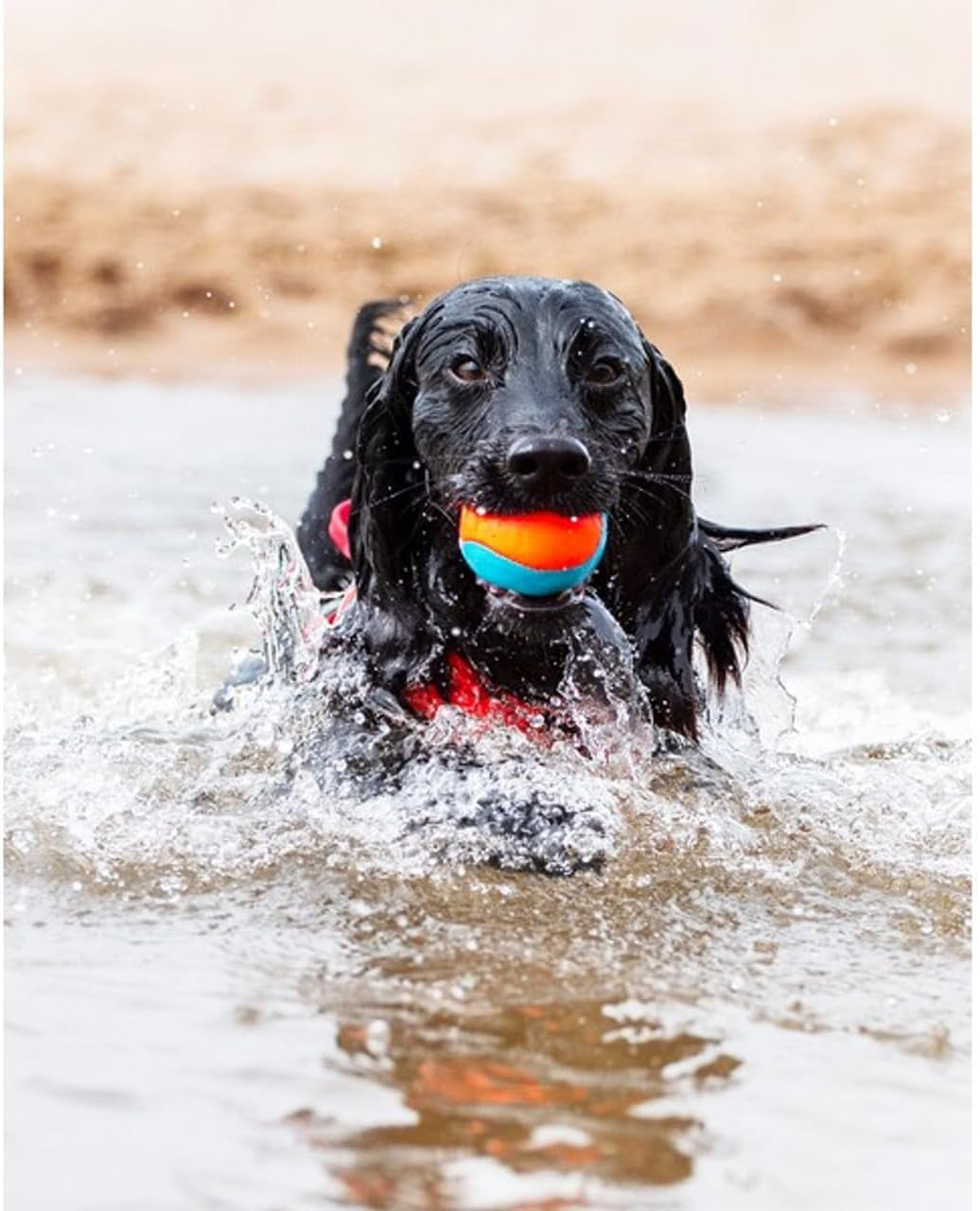 chuckit-amphibious-fetch-balls-set-of-3-medium