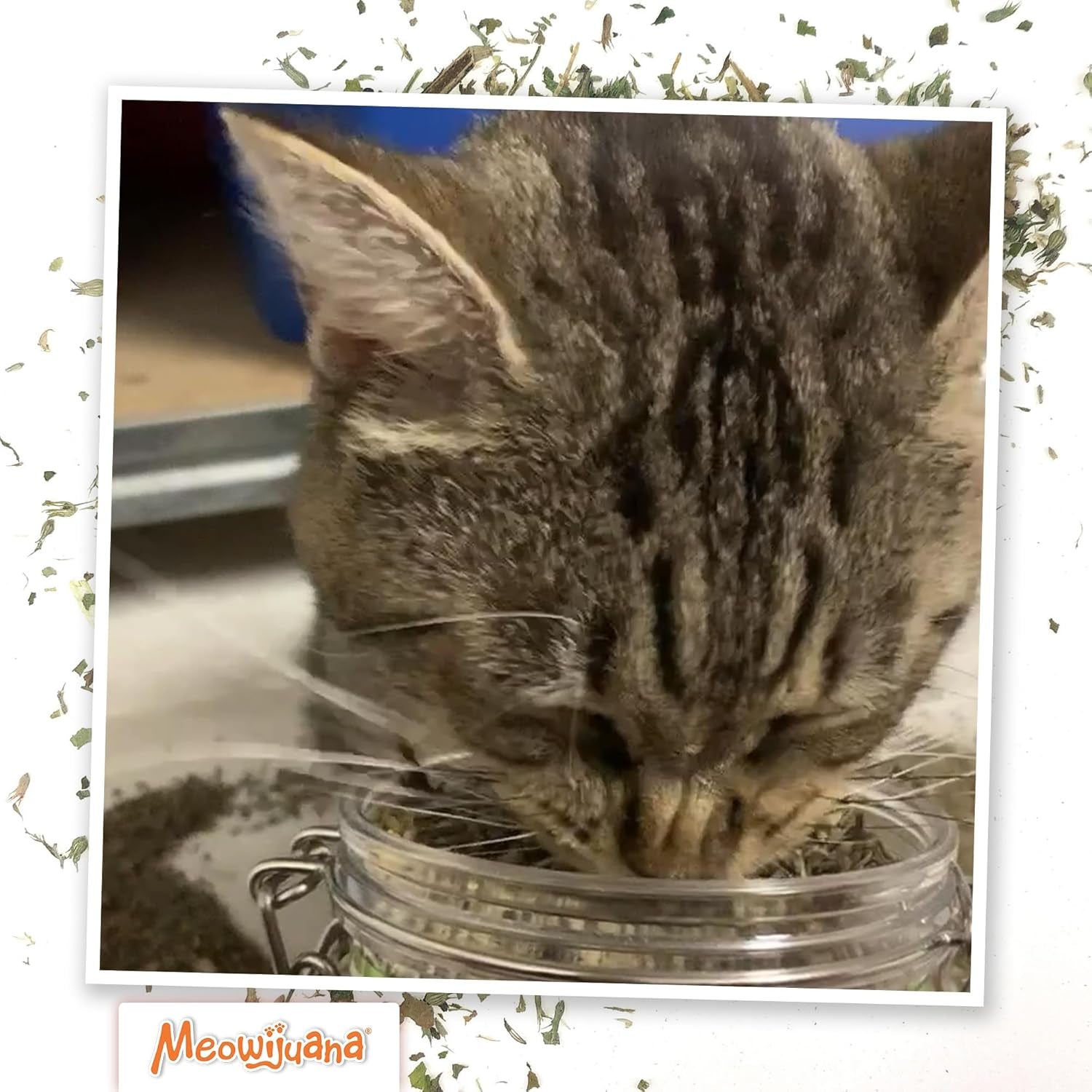 meowijuana-catnibas-catnip-pawty-mix-jar-high-potency-catnip-blend-organic-hand-harvested-north-american-catnip-blend-for-cats-fine-ground-for-toys-beds-scratchers-play-or-calm