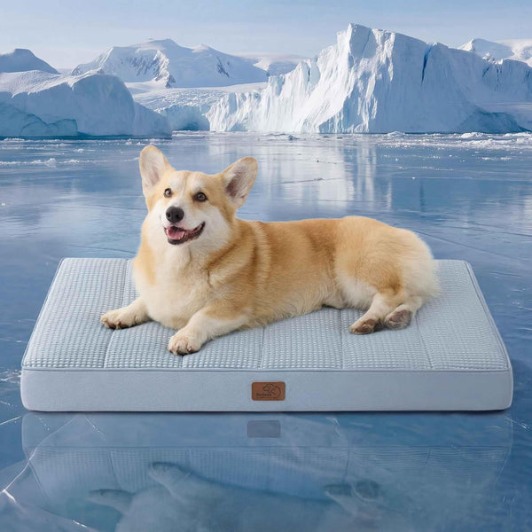 Bedsure Washable Dog Beds Large Sized Dog with Comfy Sherpa, 36X27In Grey | Orthopedic Egg Crate Foam,Comfort Support Flat Rectangle Pet Mat,Non-Slip Bottom,Removable Cover,For Large Breed up to 55 Lbs35
